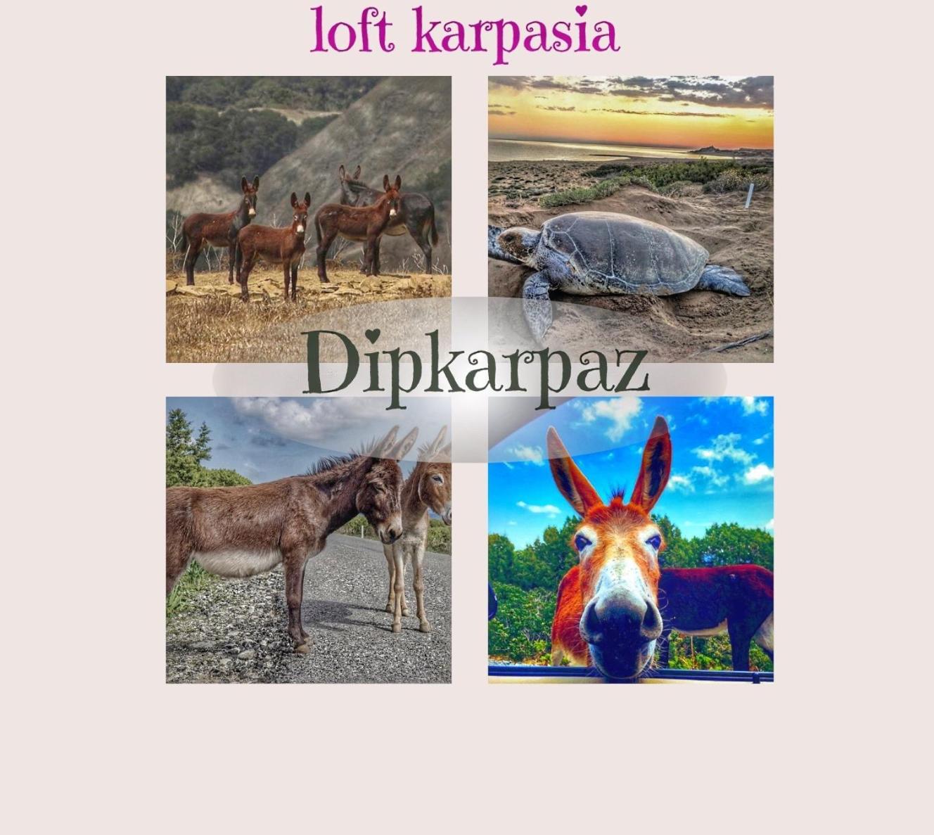 Loft Karpasia Rizokarpaso 외부 사진